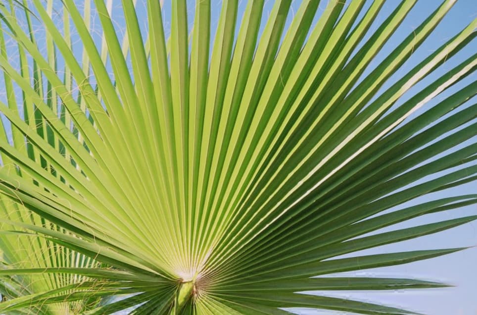 Caffiy Saw Palmetto Powder, product photo 3